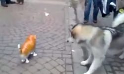 They Introduced Their Dog To A Balloon…This Was His Hilarious Reaction