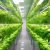 Smart garden for growing vegetables at home showcased at Dubai Expo – Science